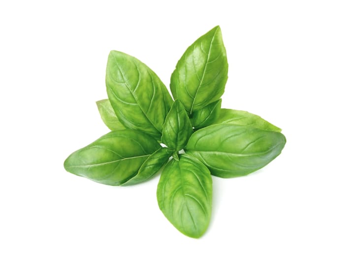 1_3 - 1 Basil - Image 1