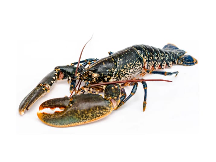 4_7 Fresh Live Scottish Lobster | 3kg - Image 1