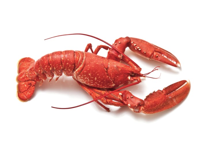 4_8 Fresh Live Lobster ~1.75kg - Image 1