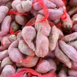 Japanese Sweet Potato