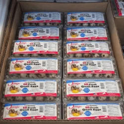 Pack 10 Fresh Quail Eggs