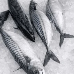 Fresh Whole Mackerel (1 - 1.5 lb)