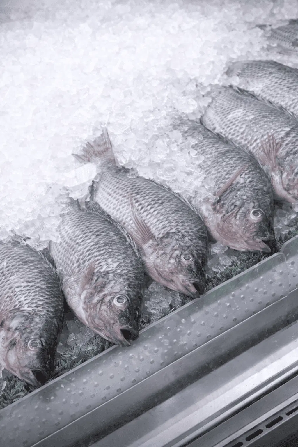 26 Fresh Whole Tilapia - Image 1