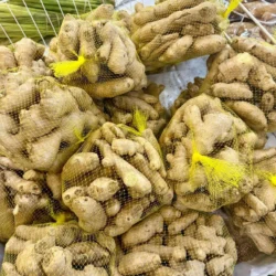 Fresh Ginger