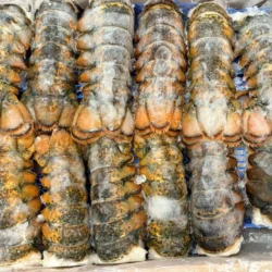 Lobster Tail - Frozen 5-6oz