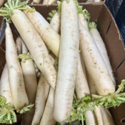 One Japanese White Daikon Radish