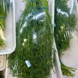 Fresh Dill
