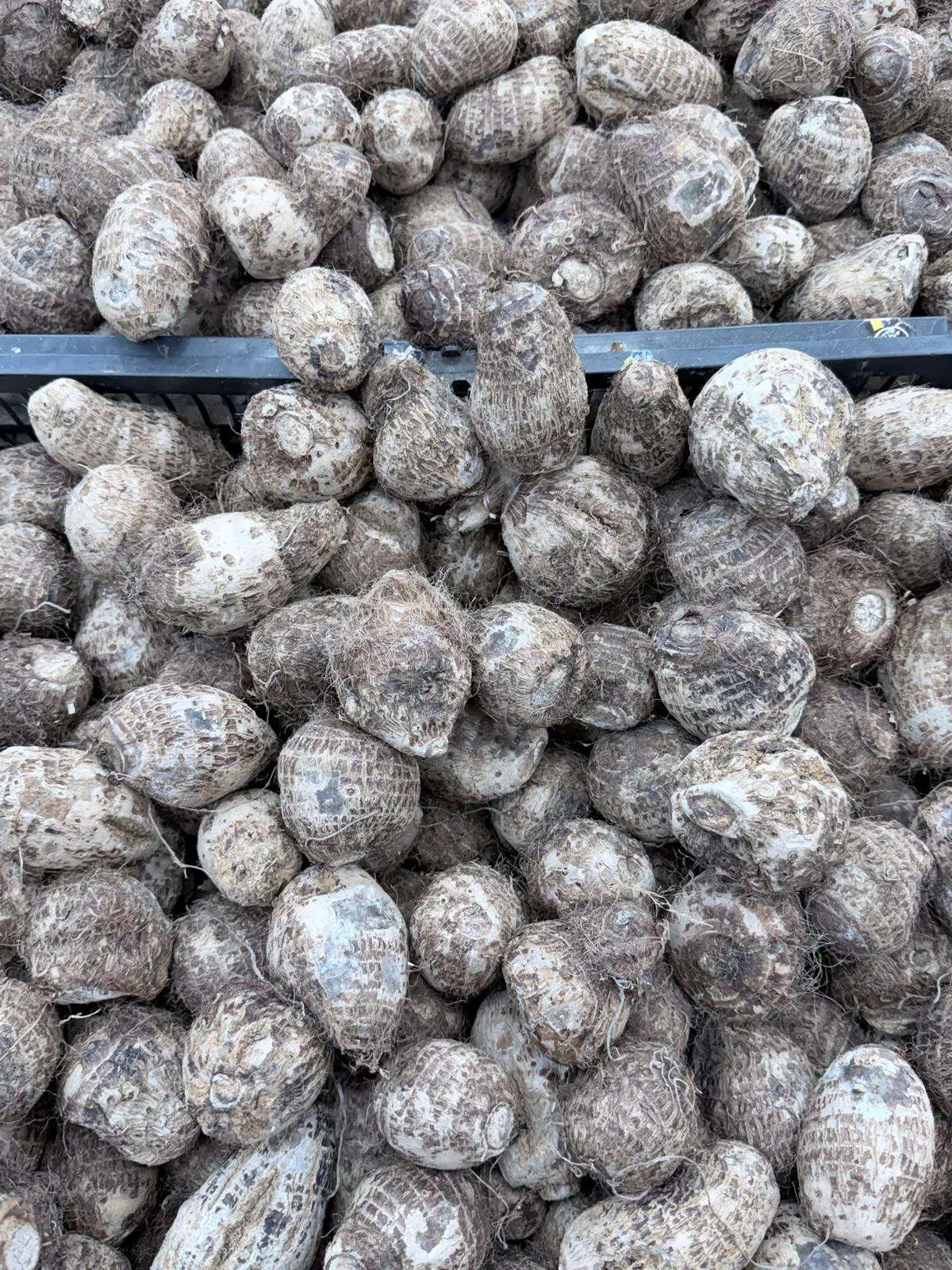 5 1lb Small Taro Root - Image 1