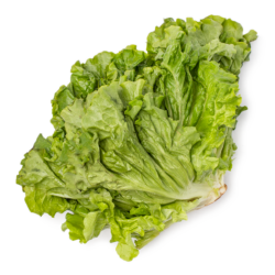 Green Leaf Lettuce Bunch 1 count