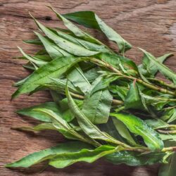 Rau Ram Vietnamese Coriander 1 bunch