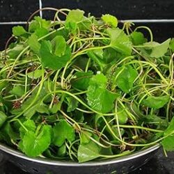 Asiatic Pennywort 1 lb