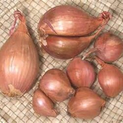 Shallots 1 bag 1 lb