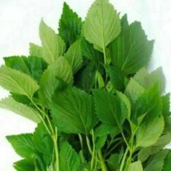 Rau Kinh Gioi (Vietnamese Lemon Balm 1 bunch)