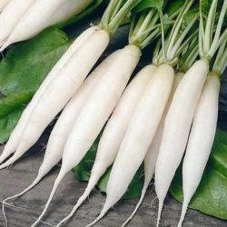 Japanese White Daikon Radish 1.6-2 lb