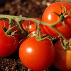 Cluster Tomatoes 1 lb