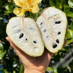 Cherimoya Fruit 2-2.5 lb