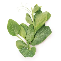 Snow Pea Tips 1 lb