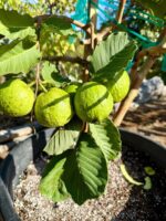 Ôi rượt trắng - Image 3