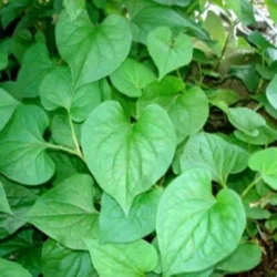 Rau Diep Ca (Dap 1 bunch)