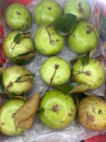 Vú sữa ăn tươi - Image 4